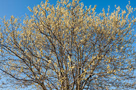 Attēlu rezultāti vaicājumam “Salix caprea”