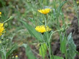 Attēlu rezultāti vaicājumam “Hieracium laevigatum”