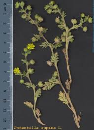 Attēlu rezultāti vaicājumam “Potentilla supina”