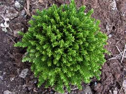 Attēlu rezultāti vaicājumam “Sedum acre”