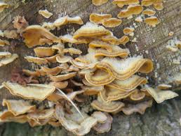 Attēlu rezultāti vaicājumam “Stereum hirsutum”