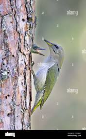 Attēlu rezultāti vaicājumam “Picus canus female”