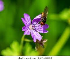 Attēlu rezultāti vaicājumam “Geranium molle flower”