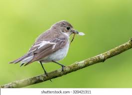 Attēlu rezultāti vaicājumam “Ficedula hypoleuca female”