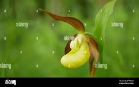 Attēlu rezultāti vaicājumam “Cypripedium calceolus flower”