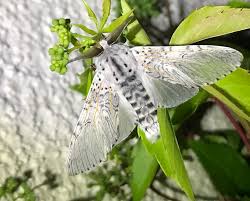 Attēlu rezultāti vaicājumam “Cerura vinula”