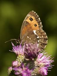 Attēlu rezultāti vaicājumam “Erebia ligea”