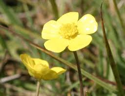 Attēlu rezultāti vaicājumam “Ranunculus flammula”