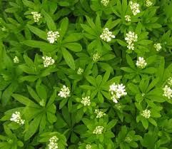 Attēlu rezultāti vaicājumam “Galium odoratum bud”