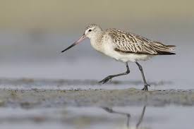 Attēlu rezultāti vaicājumam “Limosa lapponica adult”