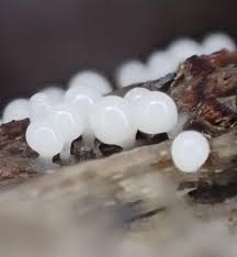 Attēlu rezultāti vaicājumam “Arcyria cinerea stalked”