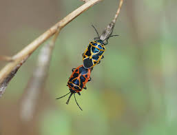 Attēlu rezultāti vaicājumam “Eurydema dominulus”