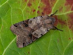 Attēlu rezultāti vaicājumam “Agrochola litura”