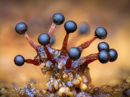 Attēlu rezultāti vaicājumam “Stemonitis flavogenita spores”