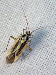 Attēlu rezultāti vaicājumam “Stenotus binotatus”