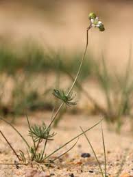 Attēlu rezultāti vaicājumam “Spergula morisonii”