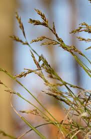 Attēlu rezultāti vaicājumam “Carex digitata”