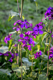 Attēlu rezultāti vaicājumam “Lunaria annua leaf”