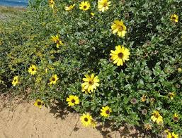 Attēlu rezultāti vaicājumam “Craterium aureonucleatum young”