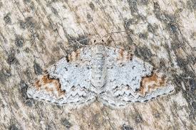 Attēlu rezultāti vaicājumam “Venusia blomeri”