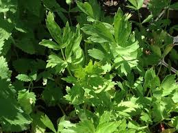 Attēlu rezultāti vaicājumam “Levisticum officinale”