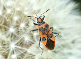 Attēlu rezultāti vaicājumam “Corizus hyoscyami imago”