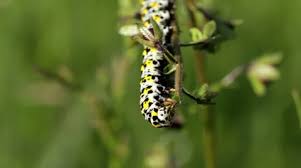 Attēlu rezultāti vaicājumam “Shargacucullia scrophulariae larva”