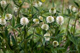Attēlu rezultāti vaicājumam “Trifolium montanum fruit”