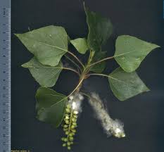 Attēlu rezultāti vaicājumam “Populus nigra”