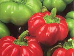 Afbeeldingsresultaat voor topepo giallo sweet pepper