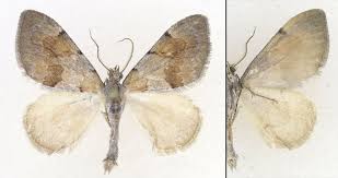 Attēlu rezultāti vaicājumam “Pennithera firmata”