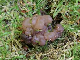 Attēlu rezultāti vaicājumam “Ascotremella faginea”