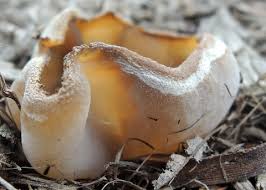 Attēlu rezultāti vaicājumam “Peziza repanda”