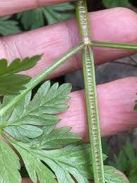 Attēlu rezultāti vaicājumam “Anthriscus”