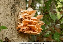 Attēlu rezultāti vaicājumam “Amaurochaete atra young”