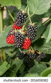 Attēlu rezultāti vaicājumam “Rubus nessensis fruit”