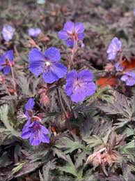 Image result for Geranium pratense