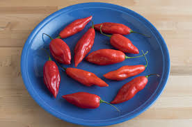 Afbeeldingsresultaat voor paper lantern hot pepper