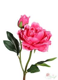 Image result for Pfingstrose