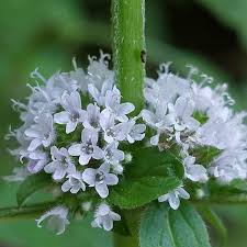 Attēlu rezultāti vaicājumam “Mentha arvensis flower”