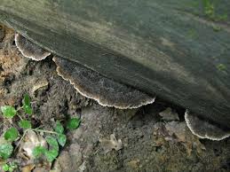 Attēlu rezultāti vaicājumam “Gloiodon strigosus”