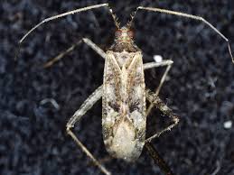 Attēlu rezultāti vaicājumam “Phytocoris tiliae”