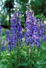 Image result for Eisenhut