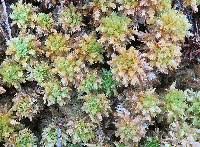 Attēlu rezultāti vaicājumam “Sphagnum compactum”