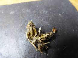 Attēlu rezultāti vaicājumam “Urophora jaceana”