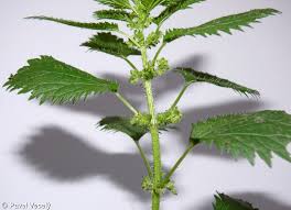 Attēlu rezultāti vaicājumam “Urtica urens”