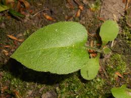 Attēlu rezultāti vaicājumam “Pulmonaria obscura leaf”