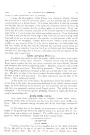 Attēlu rezultāti vaicājumam “Xylita laevigata”