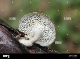 Attēlu rezultāti vaicājumam “Polyporus brumalis”