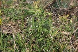 Attēlu rezultāti vaicājumam “Thesium ebracteatum”